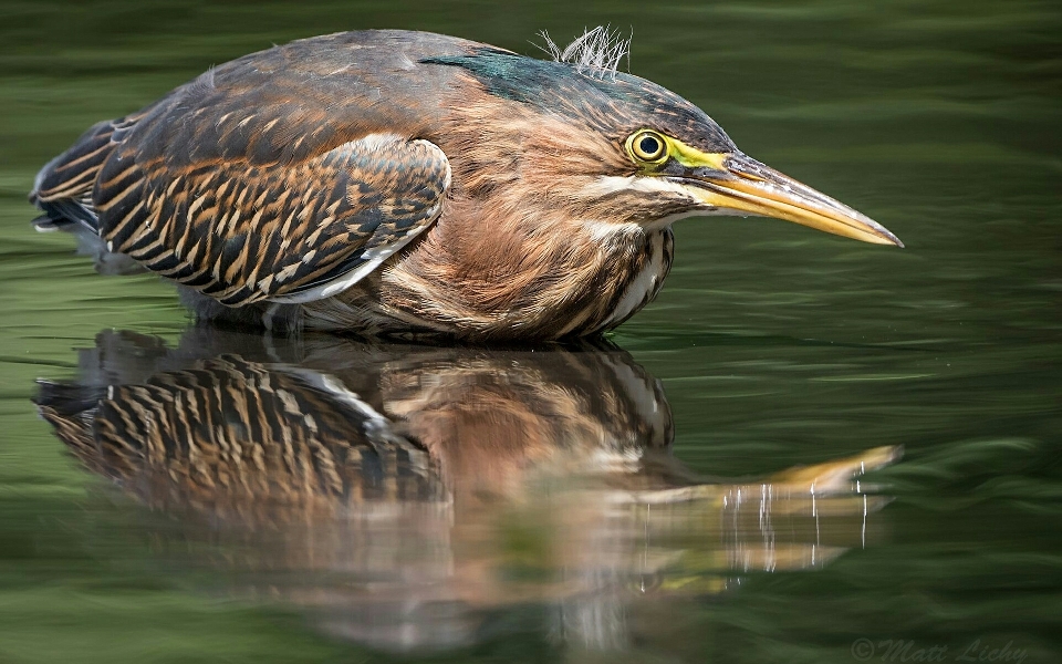 Taube wasser butoride
 vogel