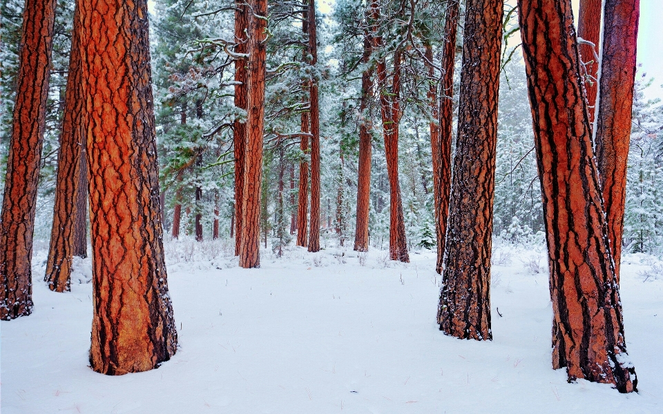 śnieg dżungla środowisko naturalne
 zima