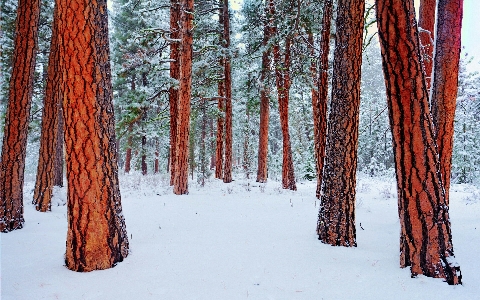 Snow jungle natural environment winter Photo