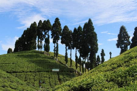 Tea garden vegetation sky Photo