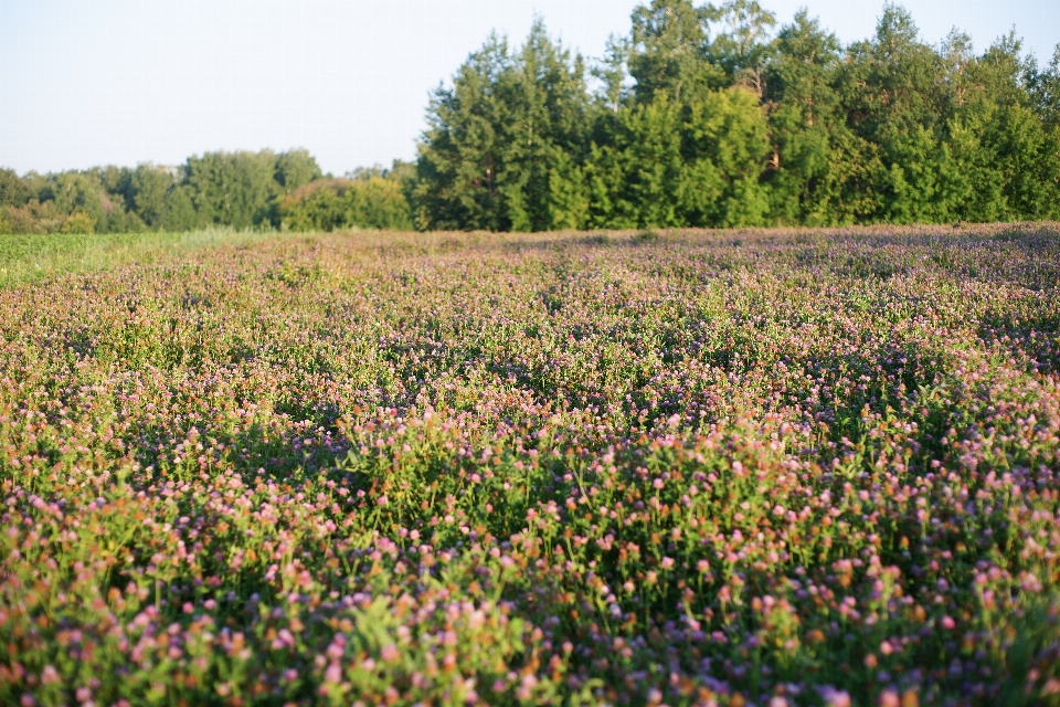 Fiore vegetazione comunità vegetale
 agricoltura