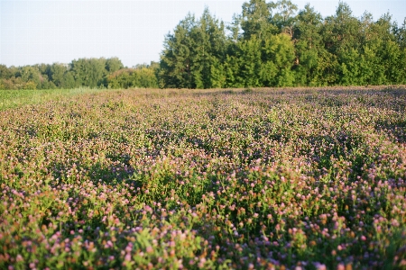 Blossom vegetation plant community agriculture Photo