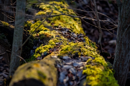 Background green moss nature Photo