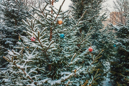 Bild zweig winter einfrieren Foto