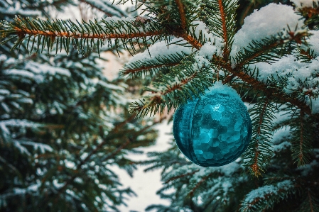 Bild zweig blau weihnachtsdekoration
 Foto