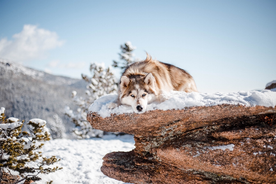 Animals winter carnivore snow