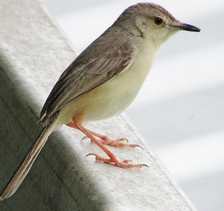 Foto Uccello occhi gambe colore