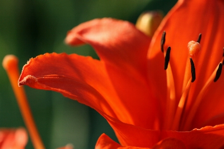 Petal flower orange lily Photo