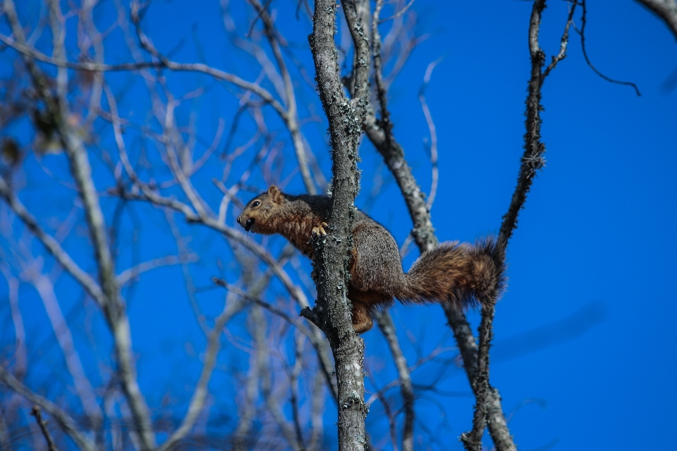 Tree sky squirrel outdoors