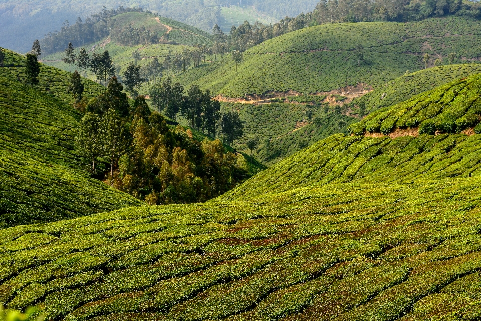 Inde munnar
 thé champs de thé
