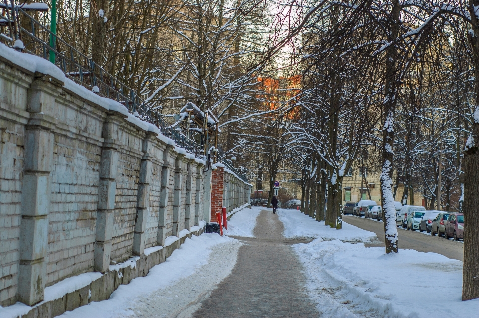 Imágenes invierno rama congelación