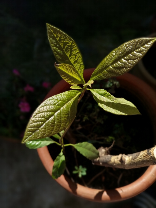 Natürlich anlage blumentopf blatt