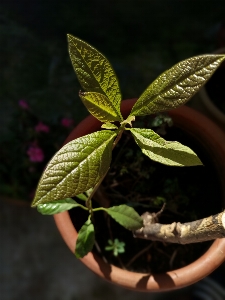 Natural plant flowerpot leaf Photo