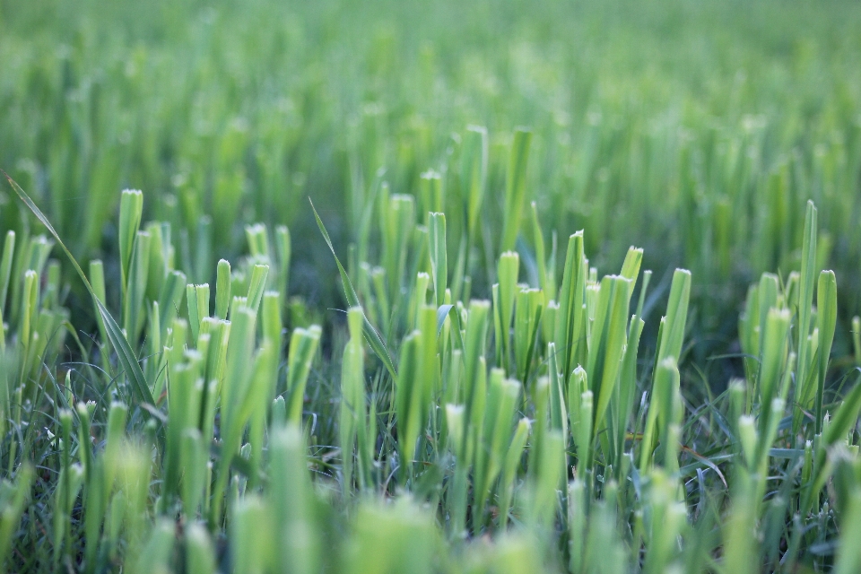 Grass dew drops on morning nature