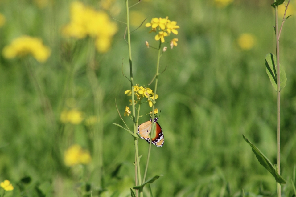 Farfalla fiori natura invertebrato