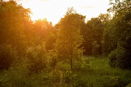 Trees greenery sunlight lighting Photo