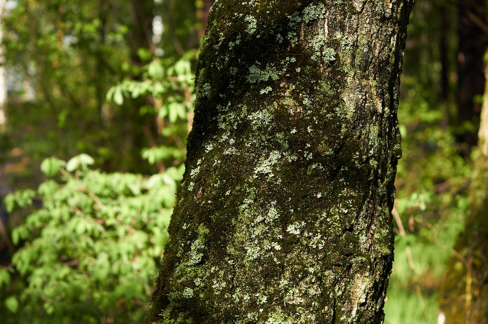 Bark birch lichen moss