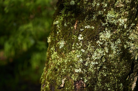 Bark birch lichen moss Photo