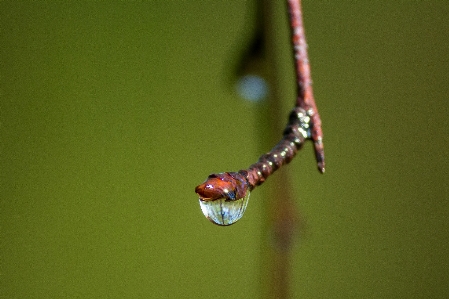 Drop water rain Photo