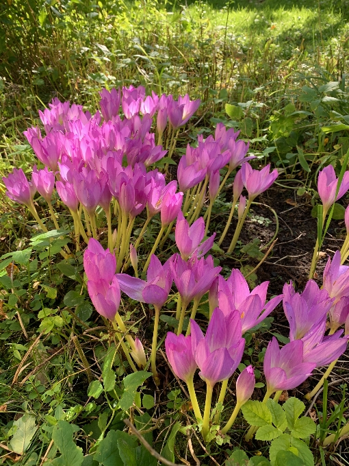 Forêt fleurs rose violet