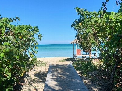 Ocean blue forest house Photo