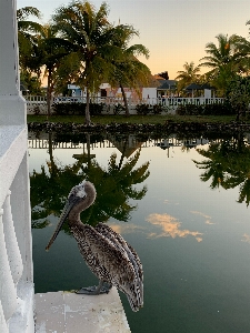 Pelican cuba sea ocean Photo