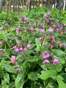 Forest flowers pink green Photo