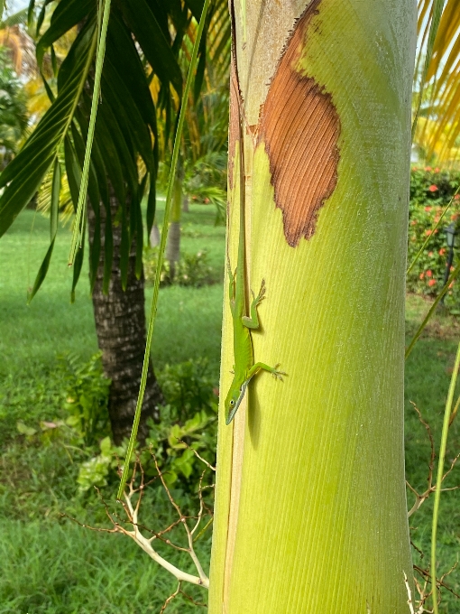 Tokek telapak tangan kuba hutan