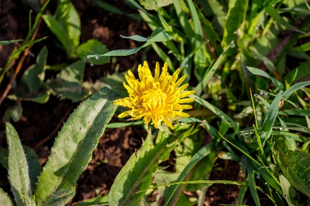 Dandelion plant yellow green Photo