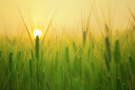 Natural plant water sky Photo