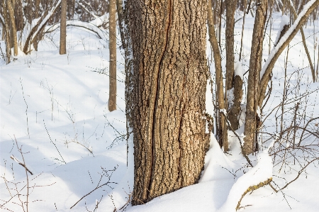 Oak bark trunk crack Photo