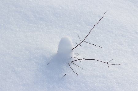 雪 冬 白 ピュア 写真