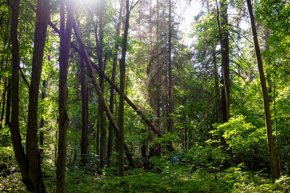 Forêt mixte
 scénique beau