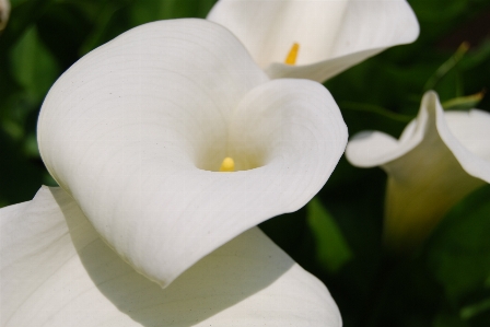 Foto Bunga-bunga bunga arum lily putih raksasa
 tanaman