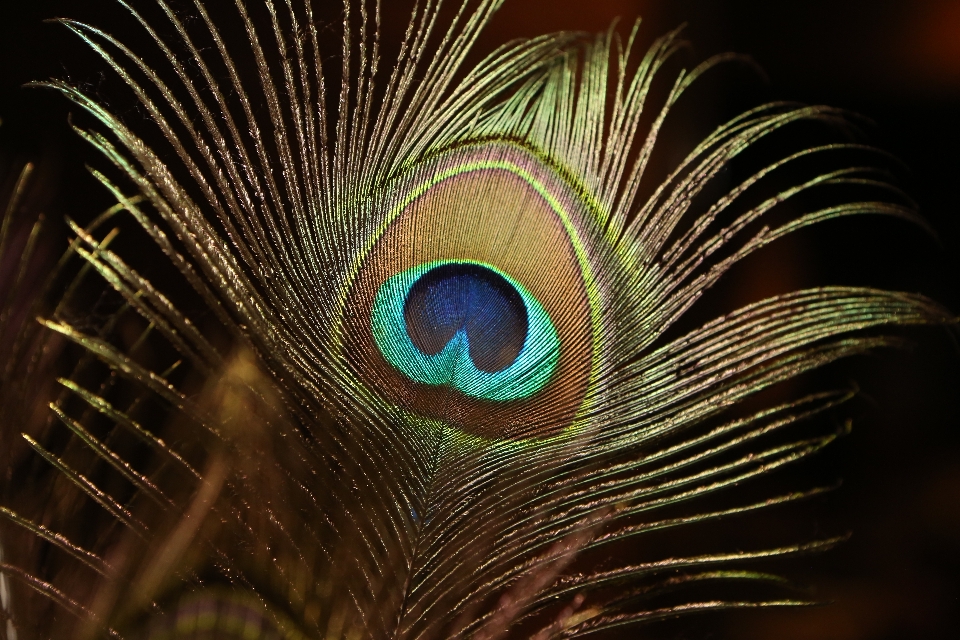 Eye natural material organism feather