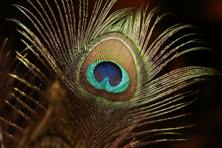 Eye natural material organism feather Photo