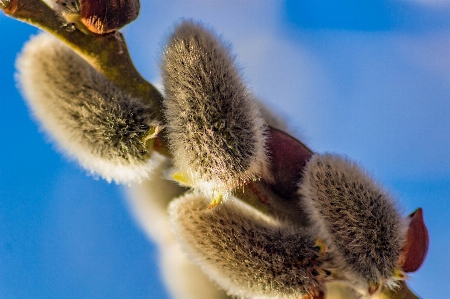 Buds fluffy close closeup Photo