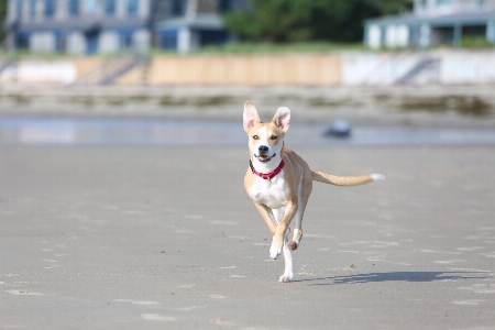 Foto Cane di razza
 carnivoro da compagnia
