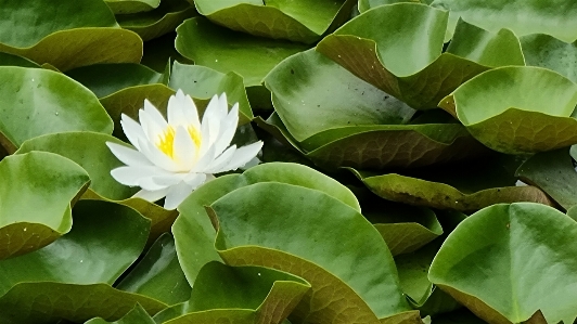 Flower lilies water lake Photo