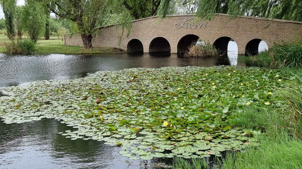 Puente lago lirios naturaleza