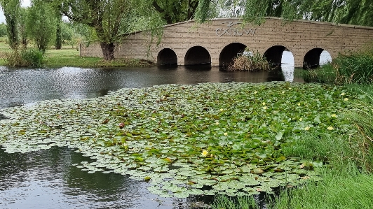 Bridge lake lilies nature Photo