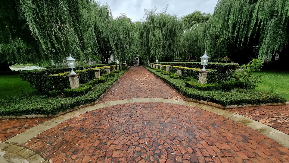 Walkway nature trees lights