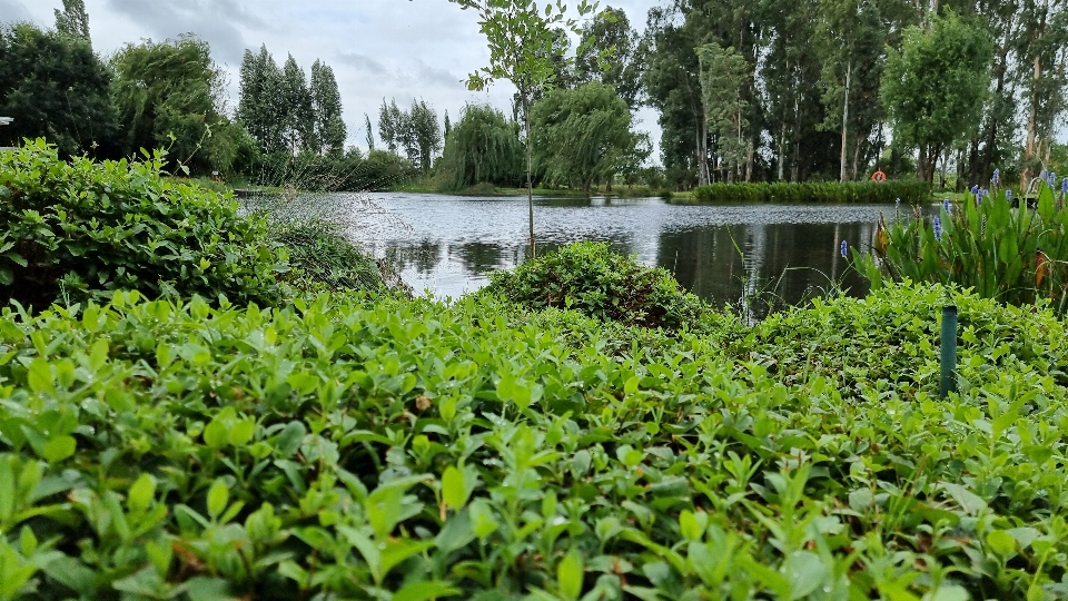 水 湖 自然 植物