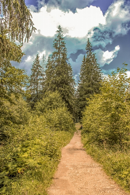 Kiefer baum landschaft grün