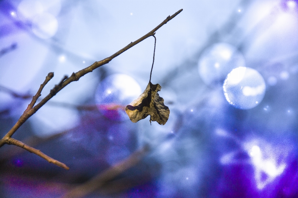 Blau blatt alt einfach