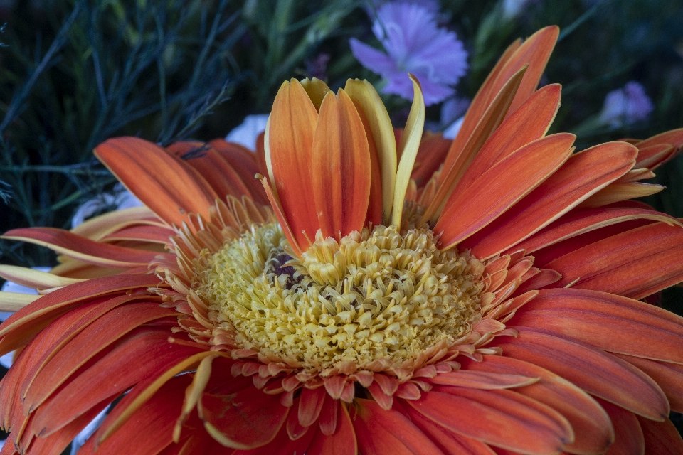 Flor fechar-se
 macro plantar