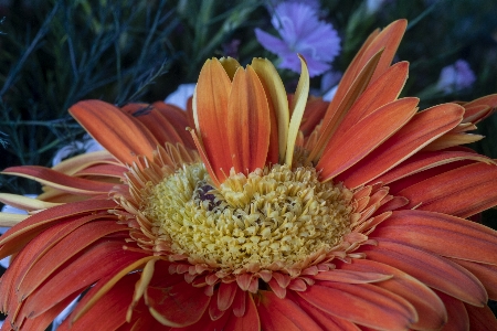 Flower closeup macro plant Photo