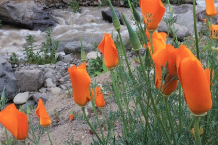 Red flower river nature chile Photo