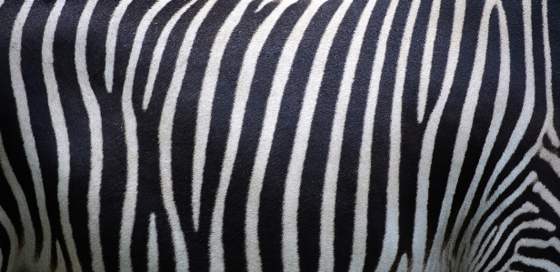 Zebra vertebrate natural environment organism Photo