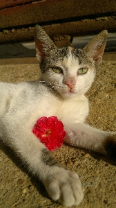 Cat flower pink eye Photo